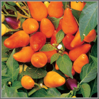 Оранжевое чудо – декоративный перец