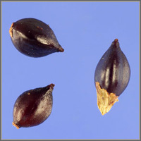 Persicaria hydropiper – водяной перец