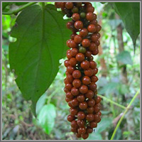 Перец африканский – Piper guineense и Piper clusii