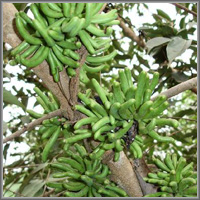Перец сенегальский (мавританский) – Xylopia aethiopica