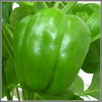 Сладкий перец сорт «Зеленое чудо»